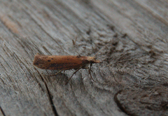White-shouldered Smudge (Ypsolopha parenthesella)