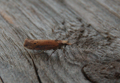 Ypsolopha parenthesella