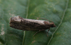 Dark Aspen Bell (Epinotia maculana)