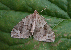 Small Phoenix (Ecliptopera silaceata)