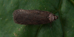 Brown Flat-body (Depressaria badiella)