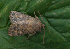Brindled Ochre (Dasypolia templi)