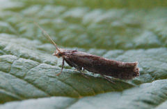 White-shouldered Smudge (Ypsolopha parenthesella)