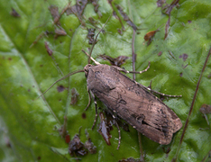 Langvingejordfly (Agrotis ipsilon)