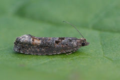 Dark Aspen Bell (Epinotia maculana)