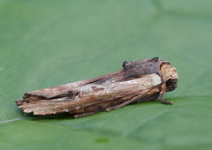 Red Sword-grass (Xylena vetusta)