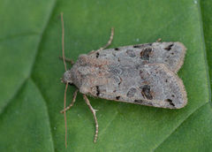 Brown-spot Pinion (Agrochola litura)