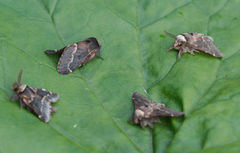 December Moth (Poecilocampa populi)