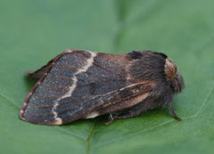 December Moth (Poecilocampa populi)
