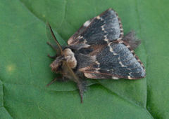 December Moth (Poecilocampa populi)