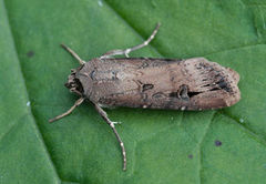 Langvingejordfly (Agrotis ipsilon)