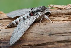 Convolvulus Hawk-moth (Agrius convolvuli)