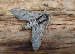 Convolvulus Hawk-moth (Agrius convolvuli)