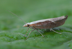 Honeysuckle Moth (Ypsolopha dentella)