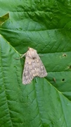 Brindled Ochre (Dasypolia templi)