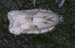 Hvit flatvikler (Acleris logiana)