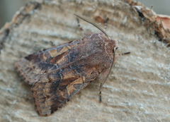 Hebrew Character (Orthosia gothica)