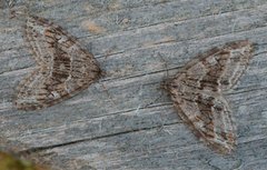 Barred Tooth-striped (Trichopteryx polycommata)
