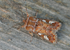 Furufly (Panolis flammea)