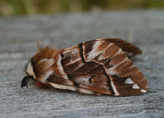 Vårspinner (Endromis versicolora)