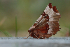 Praktmånemåler (Selenia tetralunaria)