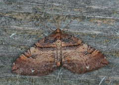 Shoulder-stripe (Anticlea badiata)
