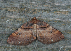 Brun rosemåler (Anticlea badiata)