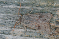 Lead-coloured Drab (Orthosia populeti)