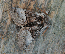 Nut-tree Tussock (Colocasia coryli)
