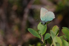 Grønnstjertvinge (Callophrys rubi)