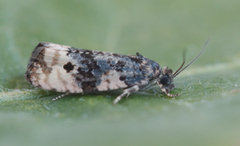 Black-spot Marble (Hedya atropunctana)