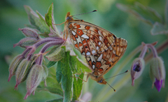 Rødflekket perlemorvinge (Boloria euphrosyne)