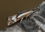 Myrnebbmott (Crambus alienellus)