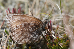 Nornens ringvinge (Oeneis norna)