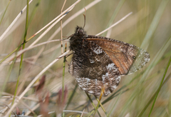 Nornens ringvinge (Oeneis norna)