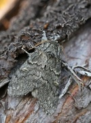 Large Dark Prominent (Notodonta torva)