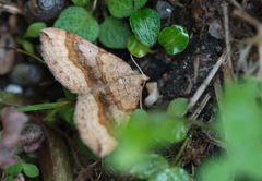 Brun bakkemåler (Scotopteryx chenopodiata)