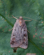Purple Clay (Diarsia brunnea)