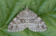 Grå bergmåler (Entephria caesiata)