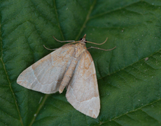 The Chevron (Eulithis testata)