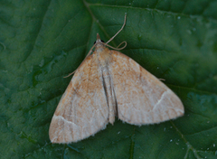 The Chevron (Eulithis testata)