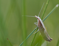 Leddvedsprellemøll (Ypsolopha dentella)