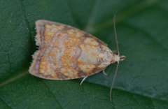 Yellow Rose Button (Acleris bergmanniana)