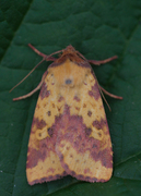 Fiolettbåndet gulfly (Xanthia togata)