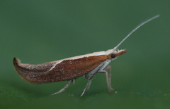 Honeysuckle Moth (Ypsolopha dentella)