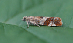 Willow Tortrix (Epinotia cruciana)