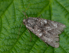 Mørkt skogfly (Eurois occulta)