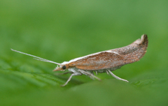 Honeysuckle Moth (Ypsolopha dentella)