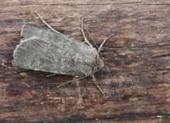 Northern Rustic (Standfussiana lucernea)