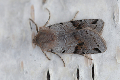 Brown-spot Pinion (Agrochola litura)